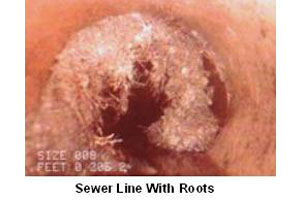 Sewer Line With Roots